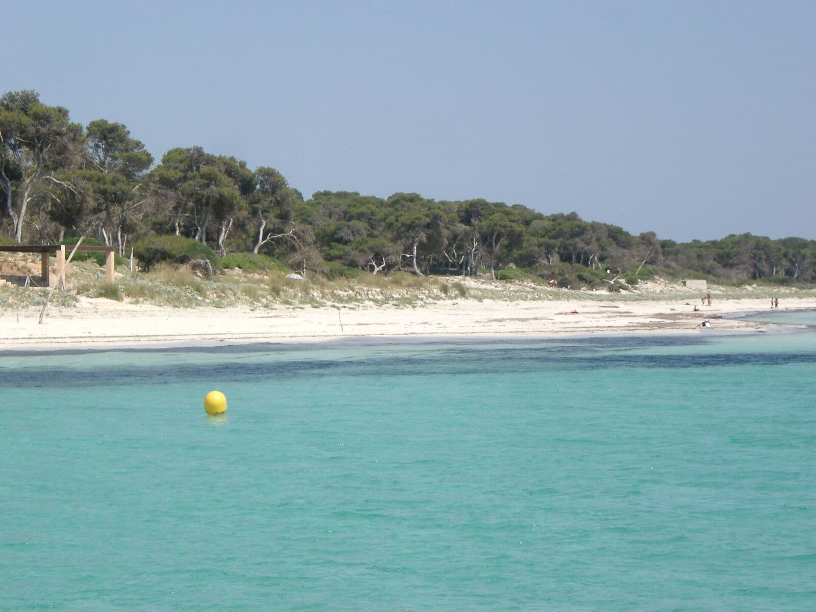 Praia de Es Carbó, com água turquesa e uma longa faixa de areia margeada por pinheiros