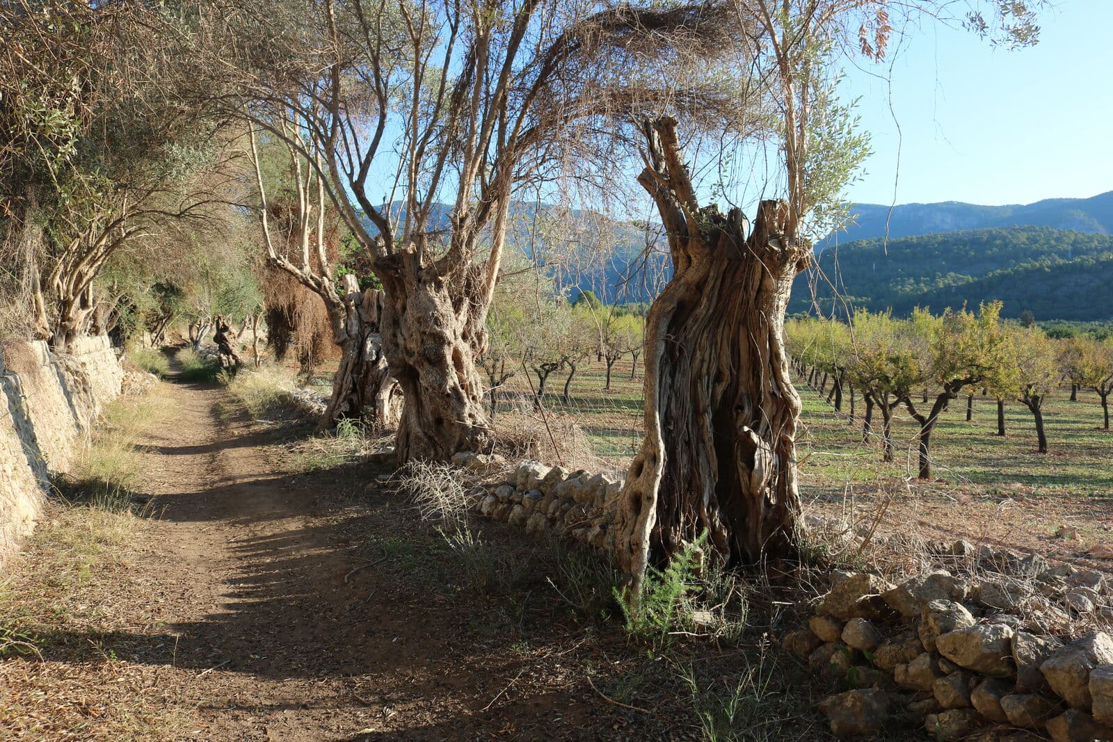 A dirt path on the GR 221 beside a dry-stone wall, with ancient olive trees and mountains behind