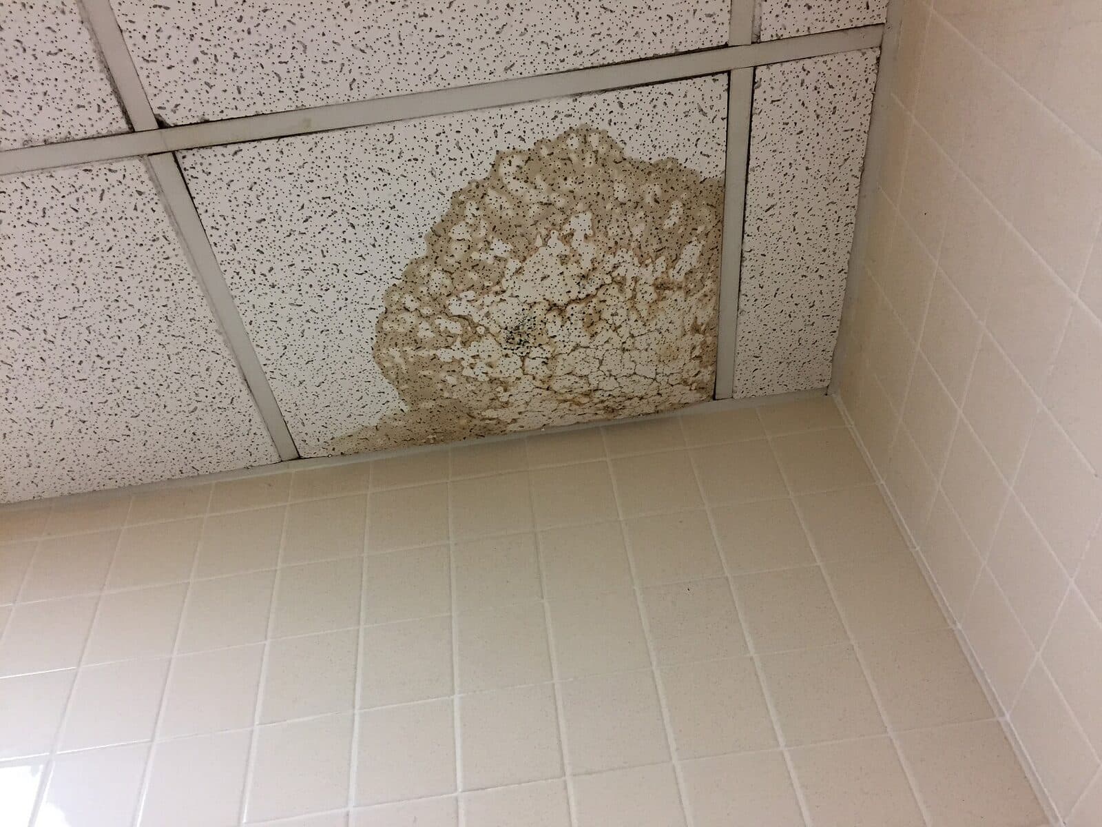 Panneau de plafond suspendu présentant une tache et des dégâts localisés, décrits par le photographe comme causés par une fuite de canalisation.