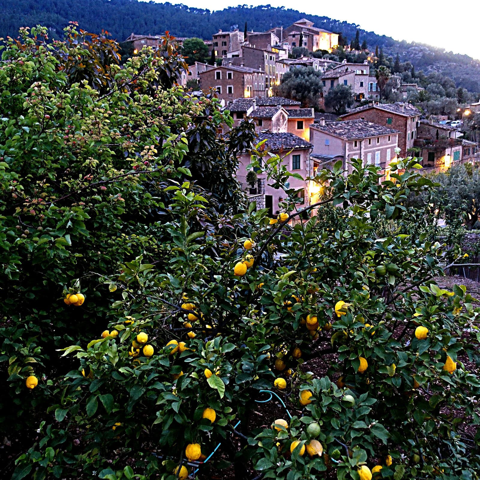 Limoni carichi di frutti in primo piano e, dietro, le case in pietra di Deià al tramonto
